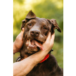 Метис лабрадора Валико ищет дом.