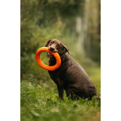 Метис лабрадора Валико ищет дом.