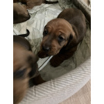 Щенки таксы