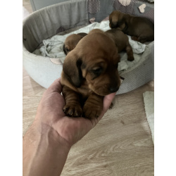 Щенки таксы