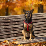 Чипа, 1 год - энергичная, забавная и очень домашняя собака!