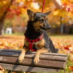 Чипа, 1 год - энергичная, забавная и очень домашняя собака!