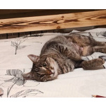 Кошечка Пружинка в добрые руки.