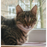 Кошечка Пружинка в добрые руки.