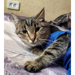 Кошечка Пружинка в добрые руки.