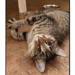 Кошечка Пружинка в добрые руки.