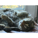 Кошечка Пружинка в добрые руки.