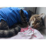 Кошечка Пружинка в добрые руки.