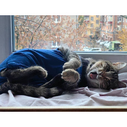 Кошечка Пружинка в добрые руки.