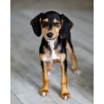 Зиппи ищет своего человека