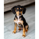 Зиппи ищет своего человека