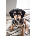 Зиппи ищет своего человека