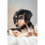 Зиппи ищет своего человека