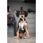 Зиппи ищет своего человека