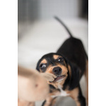 Зиппи ищет своего человека