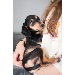 Зиппи ищет своего человека