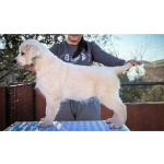 Золотистый ретривер щенки