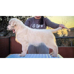 Золотистый ретривер щенки