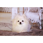 щенки померанского шпица