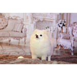 щенки померанского шпица