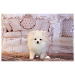 щенки померанского шпица