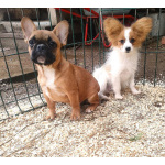 Девочки французкого бульдога