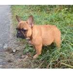 Девочки французкого бульдога