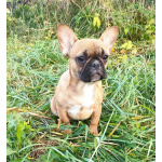 Девочки французкого бульдога