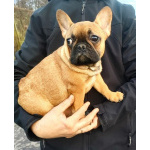 Девочки французкого бульдога