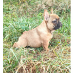 Девочки французкого бульдога