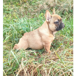 Девочка французкого бульдога