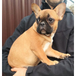 Девочки французкого бульдога