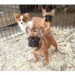 Девочки французкого бульдога