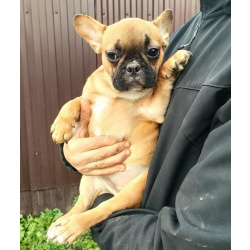 Девочки французкого бульдога