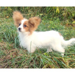 Щенки папийоны