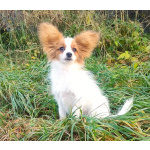 Щенки папийоны