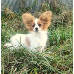 Щенки папийоны