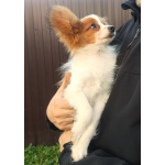 Щенки папийоны