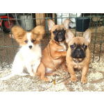 Щенки папийоны