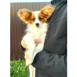 Щенки папийоны