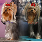 Щенки Йоркширского терьера.