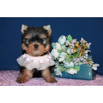 Щенки Йоркширского терьера.