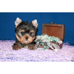 Щенки Йоркширского терьера.