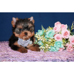 Щенки Йоркширского терьера.