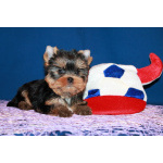 Щенки Йоркширского терьера.