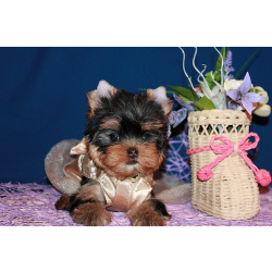 Щенки Йоркширского терьера.