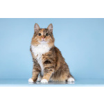 Для котёнка-подростка Фионы ищем самые добрые руки.