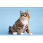 Для котёнка-подростка Фионы ищем самые добрые руки.