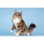 Для котёнка-подростка Фионы ищем самые добрые руки.