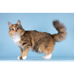 Для котёнка-подростка Фионы ищем самые добрые руки.